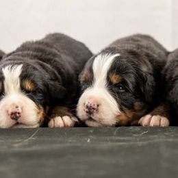Bernese Mountain Dogs from Smith Farms and Kennels
