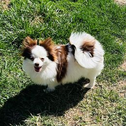 Zallie - Pomeranian