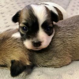 Chihuahua Puppies from M Class Chihuahua Ranch