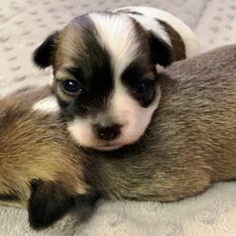 Chihuahua Puppies from M Class Chihuahua Ranch