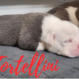 Tortellini - Brindle male Bulldog puppy in Washington from Sun City Campeiro Bulldogs