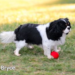 Bryce - Cavalier King Charles Spaniel
