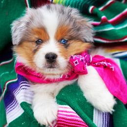 Queen Cleopatra - Blue merle female Australian Shepherd puppy in Paola, Kansas from Tiz Ranch
