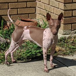 Hazel - American Hairless Terrier