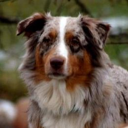 Sweetie - Australian Shepherd