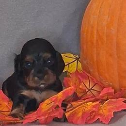 Abraham - Black and tan male Cocker Spaniel puppy in Crossville, Tennessee from Timber Sunrise Cockers