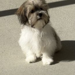 Jax - Tricolor male Shih Tzu puppy in Stafford, Virginia from Bayview Pups