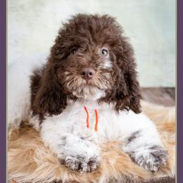 Luca - Brown and white male Cockapoo puppy in Connersville, Indiana from Deaz Doodle Ranch