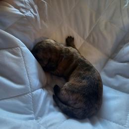 Tandy - Red female Dachshund puppy in Strong, Arkansas from Dachshunds R Us