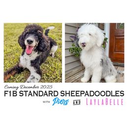 Sheepadoodle puppies from Narrow Path Old English & Sheepadoodles
