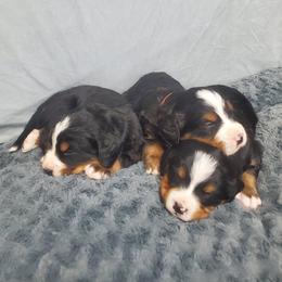 Males Spot 1 - Black rust and white male Bernese Mountain Dog puppy in Nicholson, Georgia from Bernese Mountain Dogs of Pony Trail Farm