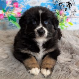 Mercedes - Black tri-color Australian Shepherd puppy in Fultonville, New York from Sandy Aussies & Pomeranians