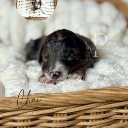 Chai - Blue merle female Bernedoodle puppy in Tulsa, Oklahoma from The Poodle Co. Raising Doodles & Poodles