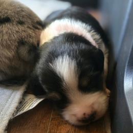 Scarlett - Black tri-color female Australian Shepherd puppy in Russellville, Kentucky from Page Family Homestead