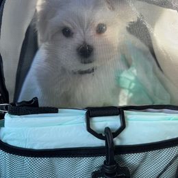 "Zero" Maltese Puppies from Genice’s Small Wonders