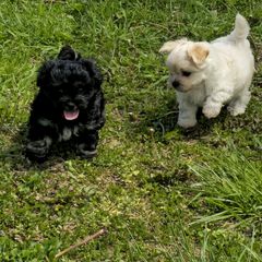 Australian Shepherd and Shichon Puppies from Robertson's Dream Ranch Aussies & Teddy's