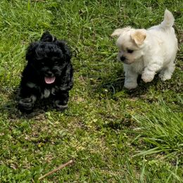 Australian Shepherd and Shichon Puppies from Robertson's Dream Ranch Aussies & Teddy's