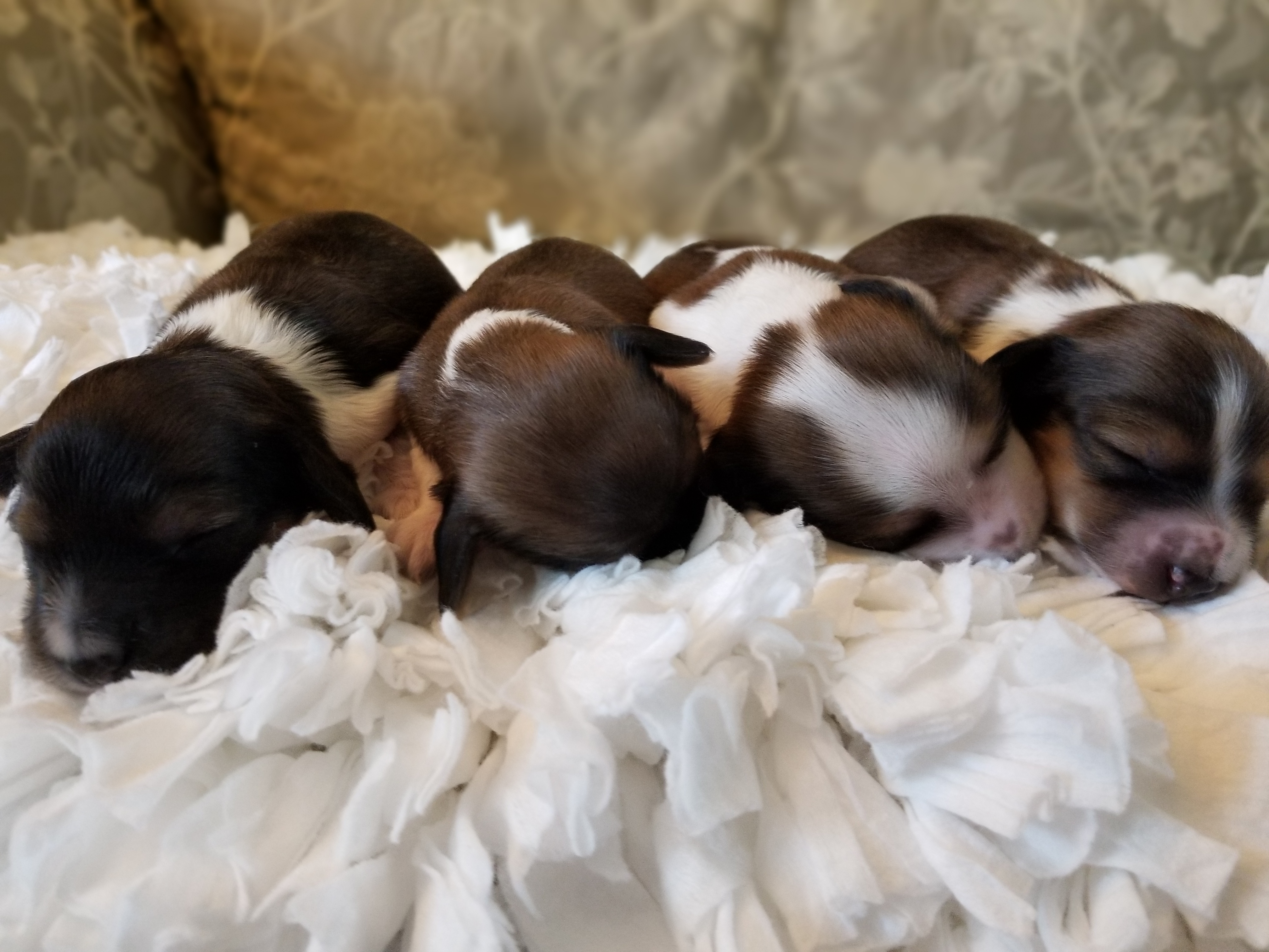 Dachshund Puppies from Lake County Cream Dachshund