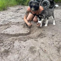 Siberian Husky Puppies from Milly's Showline Pets