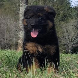 Purple Collar - Female - Black and red female German Shepherd puppy in Charlotte, North Carolina from Zuflucht K9s
