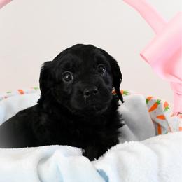 Prada - Black female Cavapoo puppy in Shelley, Idaho from Grace's Puppies