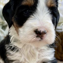 Valentina - Tri-color female Bernedoodle puppy in Peterstown, West Virginia from To Love A Doodle