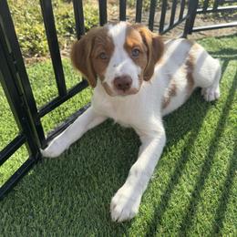 Brittany Puppies from Christmas Acres Brittanys