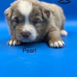 Pearl - Miniature Australian Shepherd puppy from Arlington's Aussies