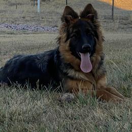 Rae - German Shepherd