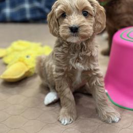 Australian Labradoodle Puppies from High Desert Labradoodles