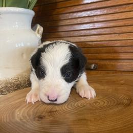 Jaxon - Black and white male Border Collie puppy in Lakeview, Michigan from Haven Creek Farm
