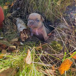 Walter - Blue fawn male French Bulldog puppy in Columbia Falls, Montana from Glacier French Bulldogs of Montana