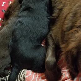 Flat-Coated Retriever Puppies from Dr. Patricia McClain