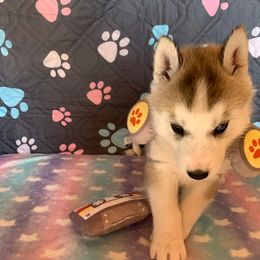 Siberian Husky Puppies from Canace Siberians