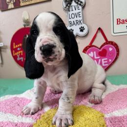 Beau - Black and white male Basset Hound puppy in Pilot Mtn, North Carolina from Lowdown Love Basset Hounds
