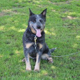 Luke - Australian Cattle Dog