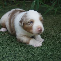Australian Shepherd Puppies from Walnut Ridge Farms Aussies