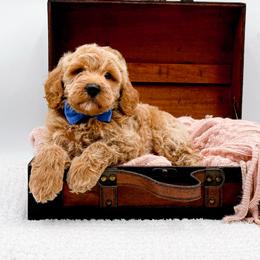 Alex - Apricot male Goldendoodle puppy in North Carolina from NC Doodle Puppies
