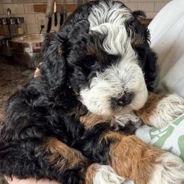 Girl 4 (Tri) - Tri-color female Bernedoodle puppy in Grandview, Texas from Big Sky Bernedoodles