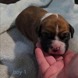 Boy 1 - Fawn male Boxer puppy in Temple, Georgia from B&B Boxers