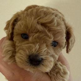 Dani - Apricot female Poodle puppy in Bedford, Texas from S.H.A.R.P.’s Toy Poodles