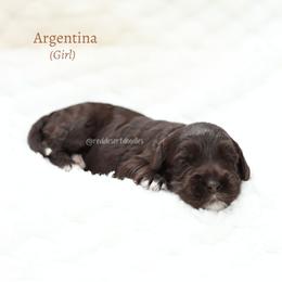 Argentina - Chocolate female Australian Labradoodle puppy in Hurricane, Utah from Red Desert Doodles