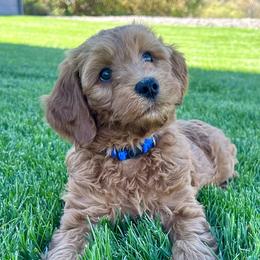 Eden's Blue Male - Apricot male Goldendoodle puppy in Great Falls, Montana from Montana Goldendoodles
