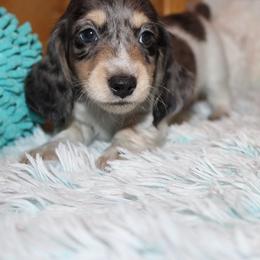 Boy 2 - Blue and tan male Dachshund puppy in Craig, Colorado from Rocky Mountain Shih Tzus and Dry Creek Miniature Dachshunds