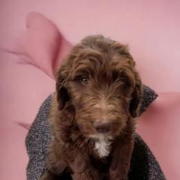Bernedoodle, Bernese Mountain Dog, Goldendoodle, and Shihpoo Puppies from Route 66 Poodles & Doodles, Sapphire Shih-tzu's of Ohio