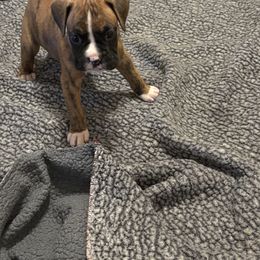 Charlie - Brindle male Boxer puppy in West Salem, Ohio from KCF Boxers