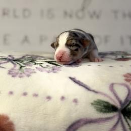 Australian Shepherd Puppies from Colorful Dreamers Australian Shepherds