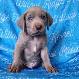 Ridoc - Silver gray male Weimaraner puppy in Kentucky from Willow Ridge Kennel
