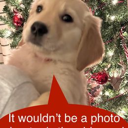 Golden Retriever Puppies from Ginn’s Golden Retrievers