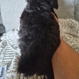 Maltipoo Puppies from Kirksey Texas Elite Maltidoodles